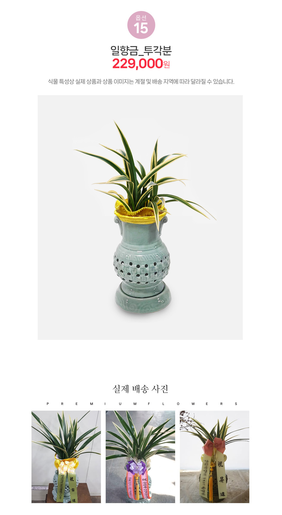 일향금 투각분 - 깊은 향기와 고결한 자태를 지닌 프리미엄 동양란, VIP 예우 선물