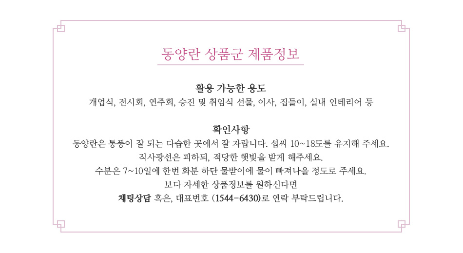 동양란 관리법 및 물주기 안내 - 실내 공기정화 및 인테리어 효과를 위한 동양란 키우기 팁