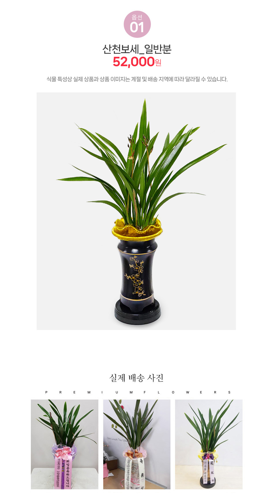 산천보세 동양란 배달 - '하늘에 보답한다'는 의미의 승진 및 영전 축하화분 베스트셀러