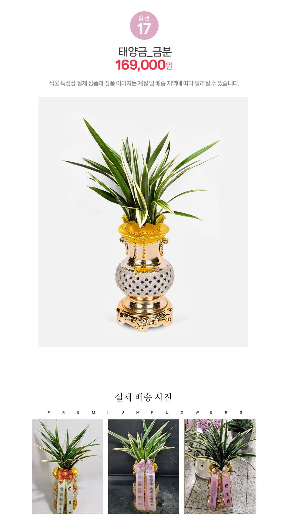 태양금 금분 - 성공과 영광을 상징하는 금분 동양란, 대기업 임원 및 공직자 영전 선물