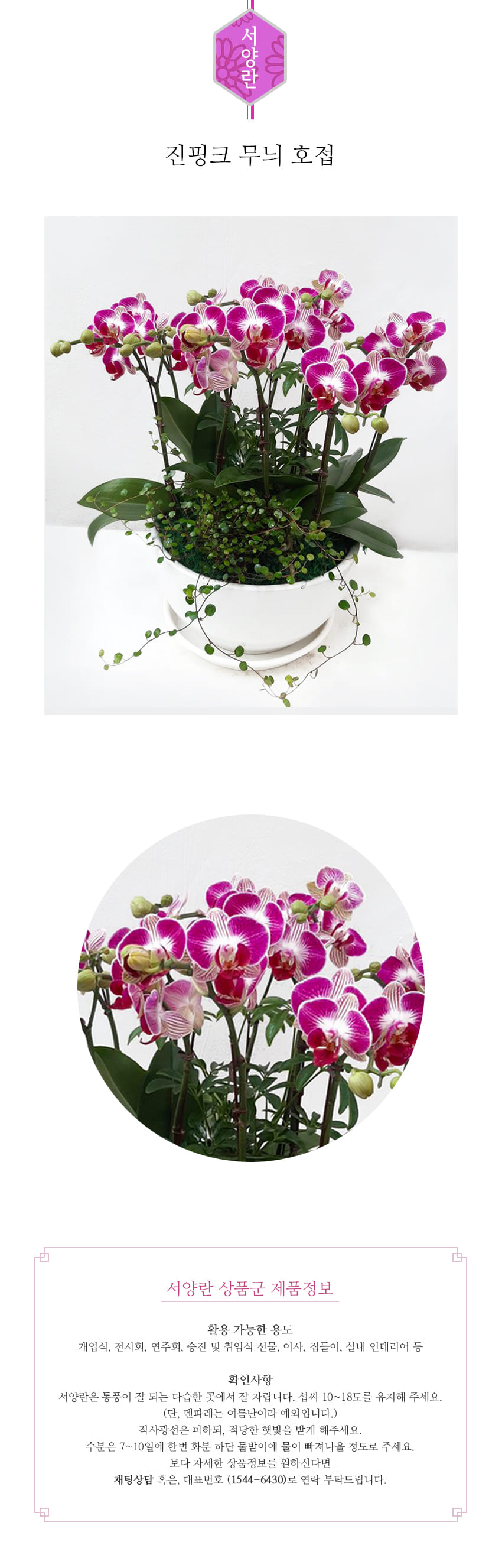 꽃주문닷컴 진핑크 무늬 호접 배달: 서울 강남, 서초, 여의도, 광화문 법인 사무실 승진 및 영전 개업 축하 명품 호접란 당일 3시간 배송. 기업체 및 관공서 인사 시즌 전문 란 배달 리본 문구 무료 서비스“ 및 상품 상세 관리법 안내