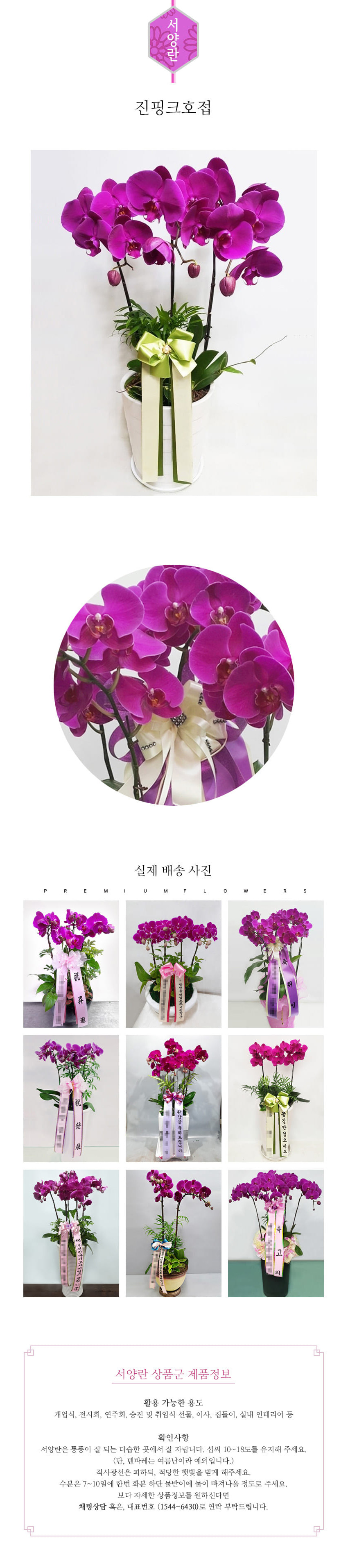 꽃주문닷컴 진핑크 호접난 대륜 배달: 서울 강남, 서초, 여의도, 광화문 법인 사무실 승진 및 영전 개업 축하 명품 호접란 당일 3시간 배송. 기업체 및 관공서 인사 시즌 전문 란 배달 리본 문구 무료 서비스“ 및 상품 상세 관리법 안내