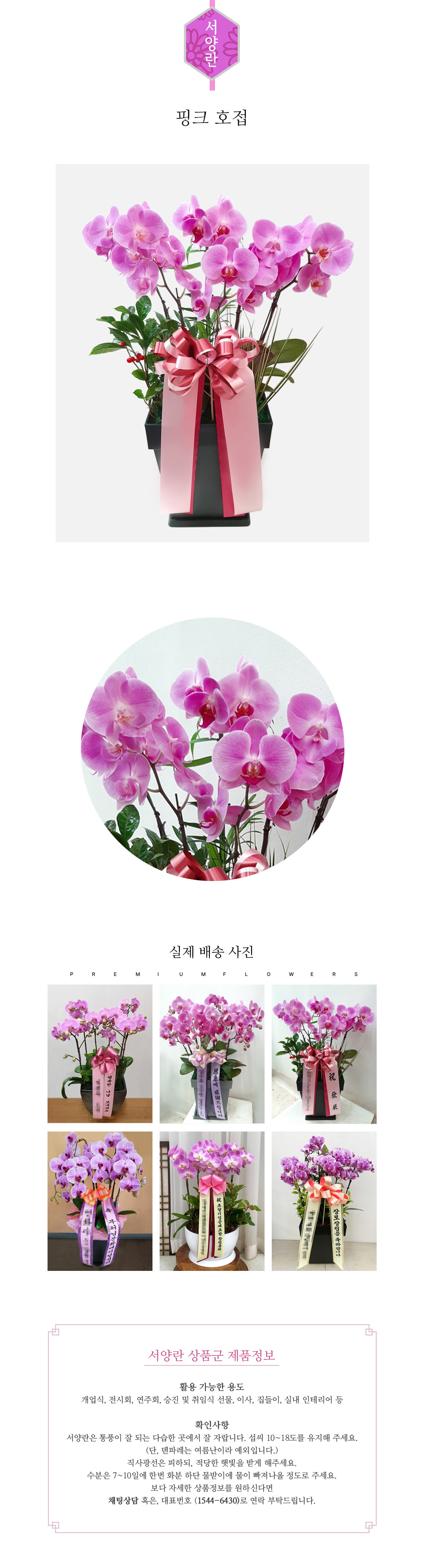 꽃주문닷컴 핑크 호접 대륜 배달: 서울 강남, 서초, 여의도, 광화문 법인 사무실 승진 및 영전 개업 축하 명품 호접란 당일 3시간 배송. 기업체 및 관공서 인사 시즌 전문 란 배달 리본 문구 무료 서비스“ 및 상품 상세 관리법 안내