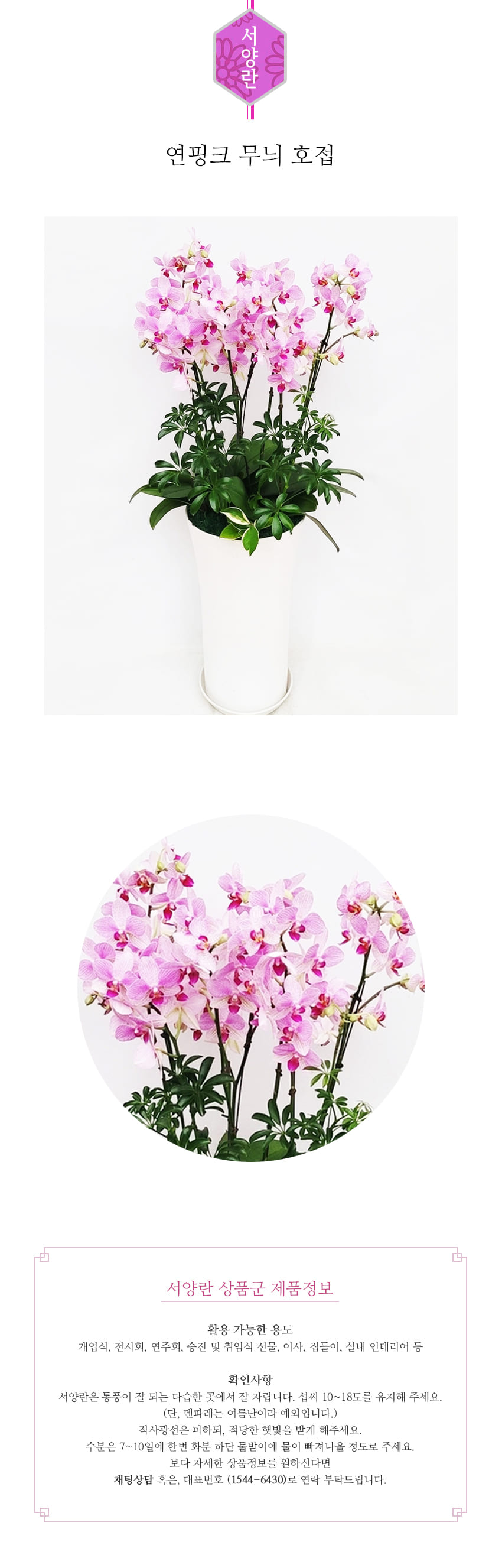 꽃주문닷컴 연핑크 무늬 호접 배달: 서울 강남, 서초, 여의도, 광화문 법인 사무실 승진 및 영전 개업 축하 명품 호접란 당일 3시간 배송. 기업체 및 관공서 인사 시즌 전문 란 배달 리본 문구 무료 서비스“ 및 상품 상세 관리법 안내