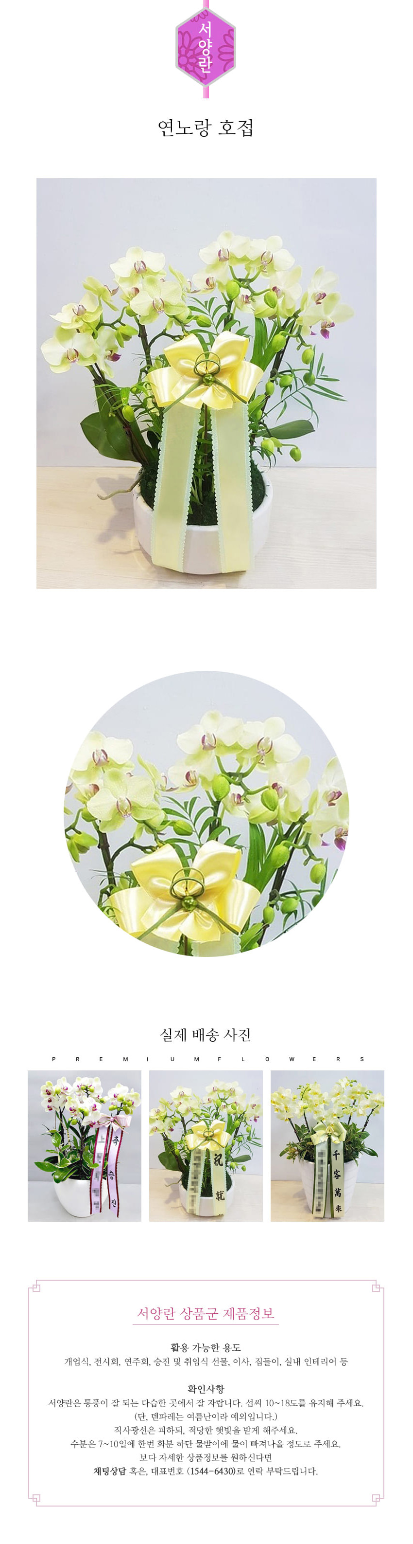 꽃주문닷컴 연노랑 호접 M 배달: 서울 강남, 서초, 여의도, 광화문 법인 사무실 승진 및 영전 개업 축하 명품 호접란 당일 3시간 배송. 기업체 및 관공서 인사 시즌 전문 란 배달 리본 문구 무료 서비스“ 및 상품 상세 관리법 안내