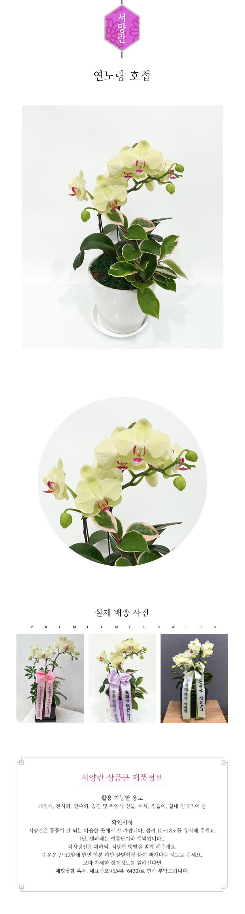 꽃주문닷컴 연노랑 S 배달: 서울 강남, 서초, 여의도, 광화문 법인 사무실 승진 및 영전 개업 축하 명품 호접란 당일 3시간 배송. 기업체 및 관공서 인사 시즌 전문 란 배달 리본 문구 무료 서비스“ 및 상품 상세 관리법 안내