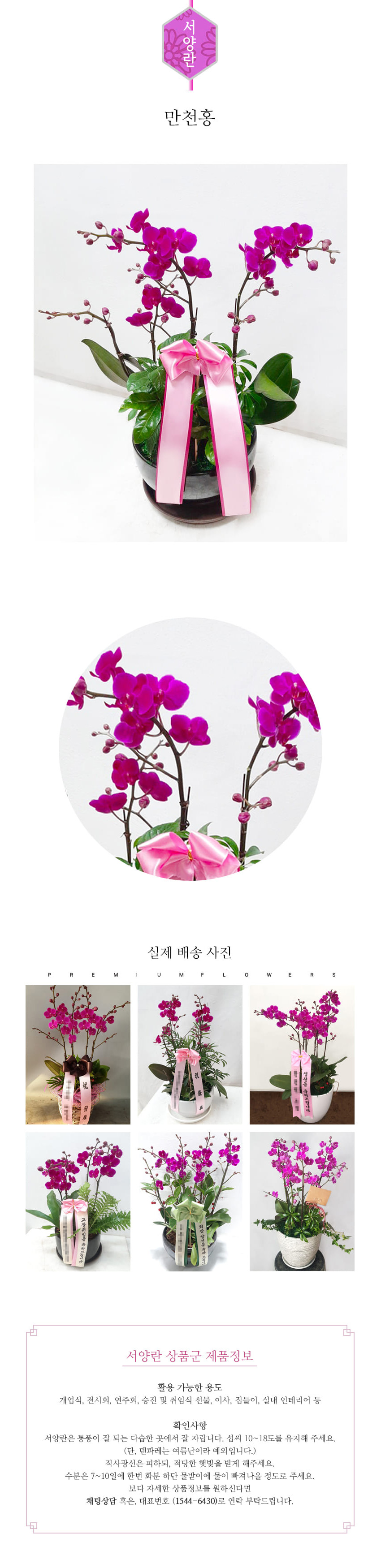 꽃주문닷컴 미니호접 리틀잼 S 배달: 서울 강남, 서초, 여의도, 광화문 법인 사무실 승진 및 영전 개업 축하 명품 호접란 당일 3시간 배송. 기업체 및 관공서 인사 시즌 전문 란 배달 리본 문구 무료 서비스“ 및 상품 상세 관리법 안내