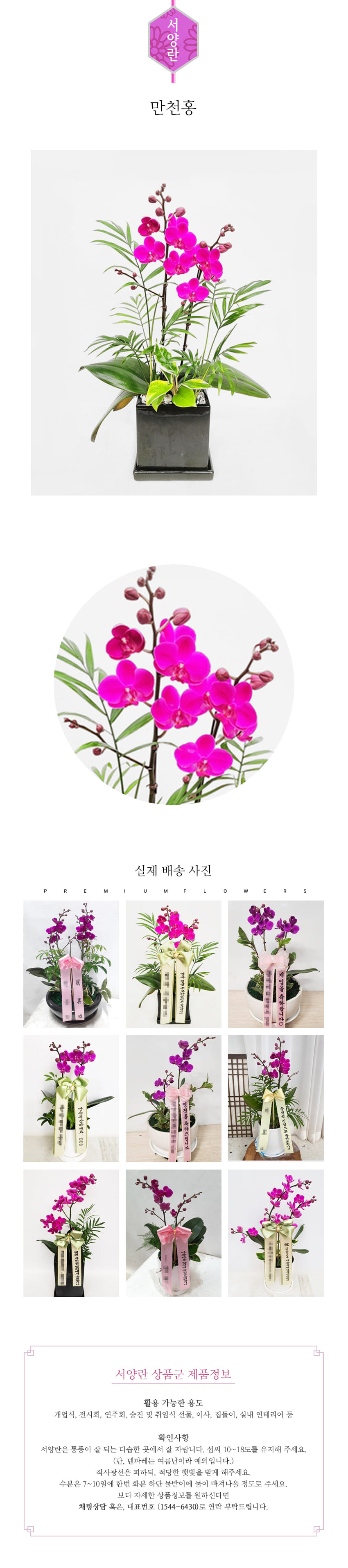 꽃주문닷컴 만천홍 S 배달: 서울 강남, 서초, 여의도, 광화문 법인 사무실 승진 및 영전 개업 축하 명품 호접란 당일 3시간 배송. 기업체 및 관공서 인사 시즌 전문 란 배달 리본 문구 무료 서비스“ 및 상품 상세 관리법 안내