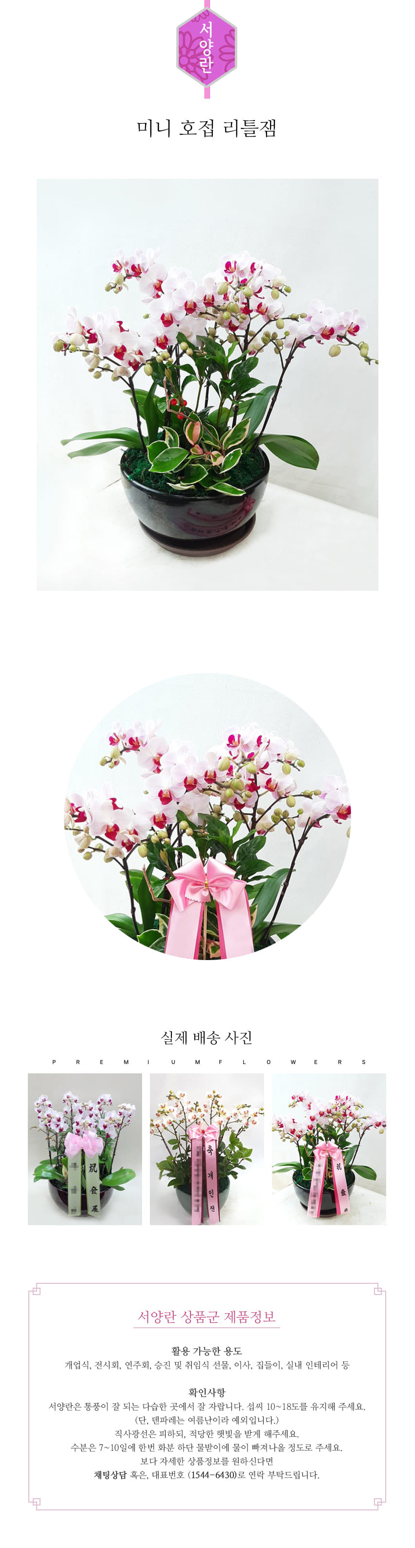 꽃주문닷컴 미니 리틀잼 L 배달: 서울 강남, 서초, 여의도, 광화문 법인 사무실 승진 및 영전 개업 축하 명품 호접란 당일 3시간 배송. 기업체 및 관공서 인사 시즌 전문 란 배달 리본 문구 무료 서비스“ 및 상품 상세 관리법 안내