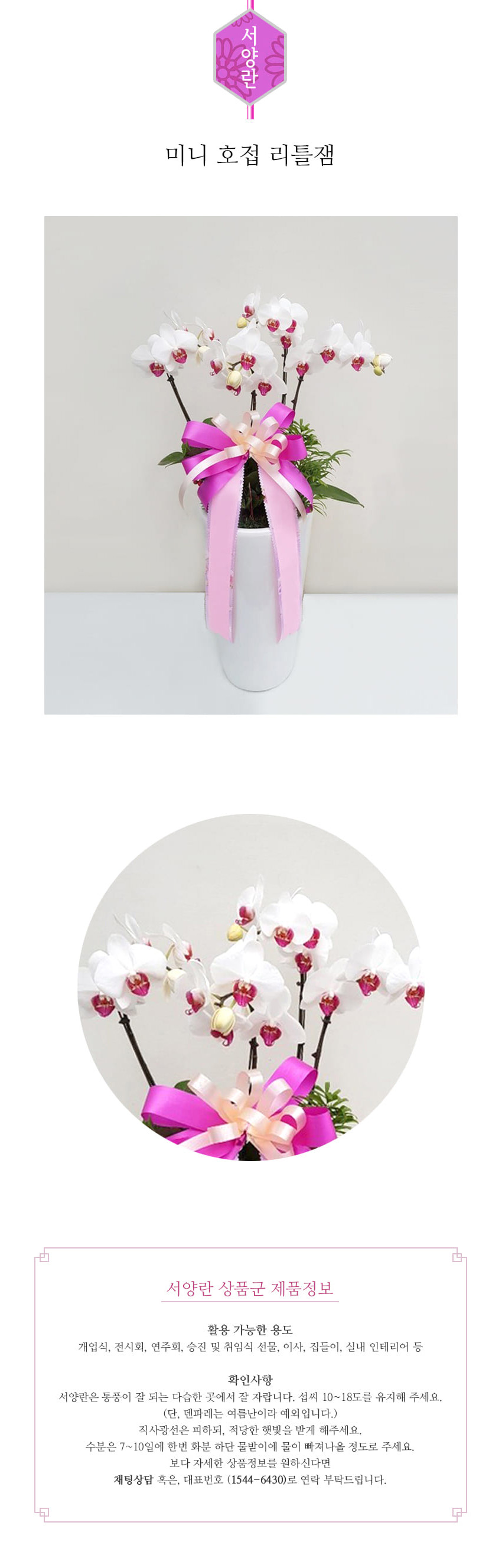 꽃주문닷컴 미니 리틀잼 M 배달: 서울 강남, 서초, 여의도, 광화문 법인 사무실 승진 및 영전 개업 축하 명품 호접란 당일 3시간 배송. 기업체 및 관공서 인사 시즌 전문 란 배달 리본 문구 무료 서비스“ 및 상품 상세 관리법 안내