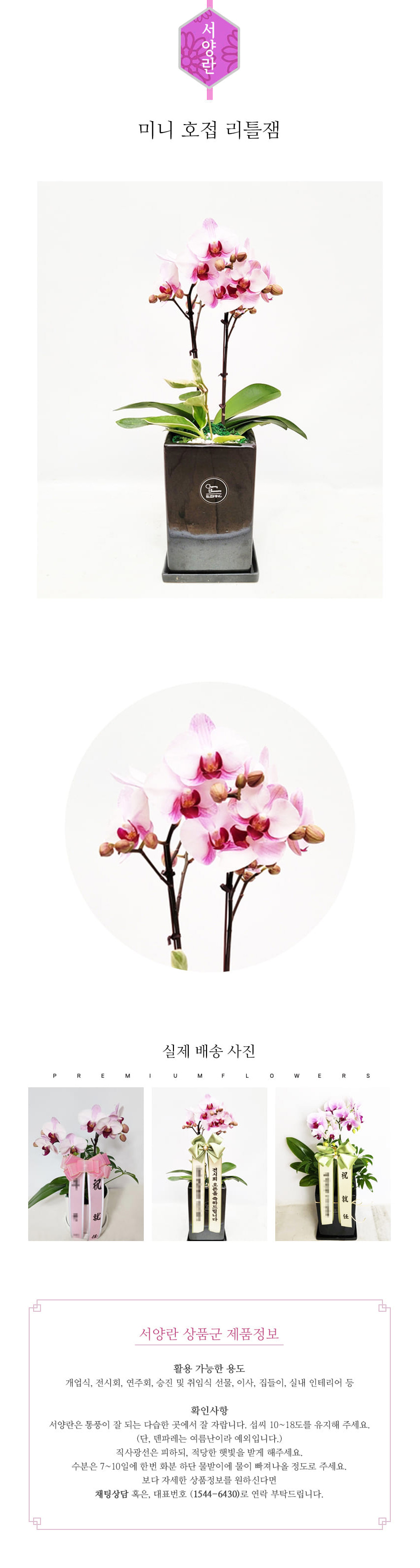 꽃주문닷컴 미니호접 리틀잼 S 배달: 서울 강남, 서초, 여의도, 광화문 법인 사무실 승진 및 영전 개업 축하 명품 호접란 당일 3시간 배송. 기업체 및 관공서 인사 시즌 전문 란 배달 리본 문구 무료 서비스“ 및 상품 상세 관리법 안내