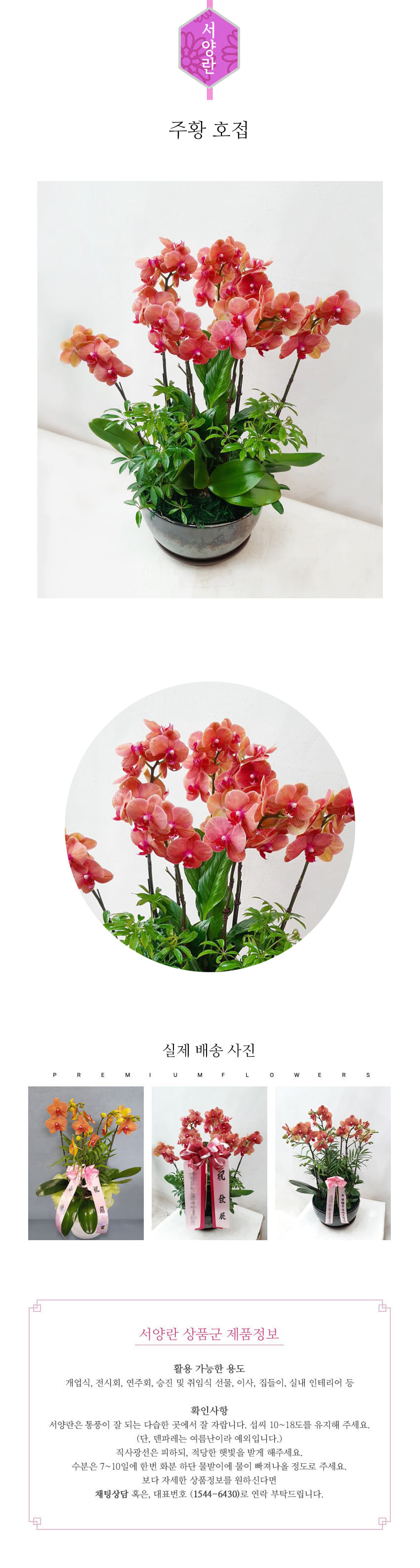 꽃주문닷컴 주황 호접 배달: 서울 강남, 서초, 여의도, 광화문 법인 사무실 승진 및 영전 개업 축하 명품 호접란 당일 3시간 배송. 기업체 및 관공서 인사 시즌 전문 란 배달 리본 문구 무료 서비스“ 및 상품 상세 관리법 안내