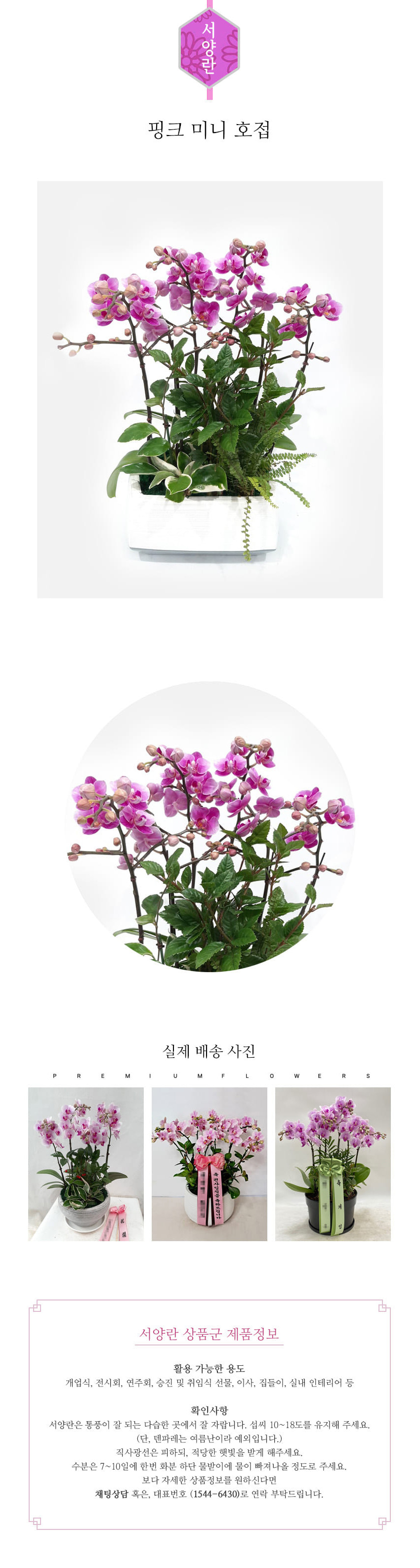 꽃주문닷컴 핑크서양란 배달: 서울 강남, 서초, 여의도, 광화문 법인 사무실 승진 및 영전 개업 축하 명품 호접란 당일 3시간 배송. 기업체 및 관공서 인사 시즌 전문 란 배달 리본 문구 무료 서비스“ 및 상품 상세 관리법 안내