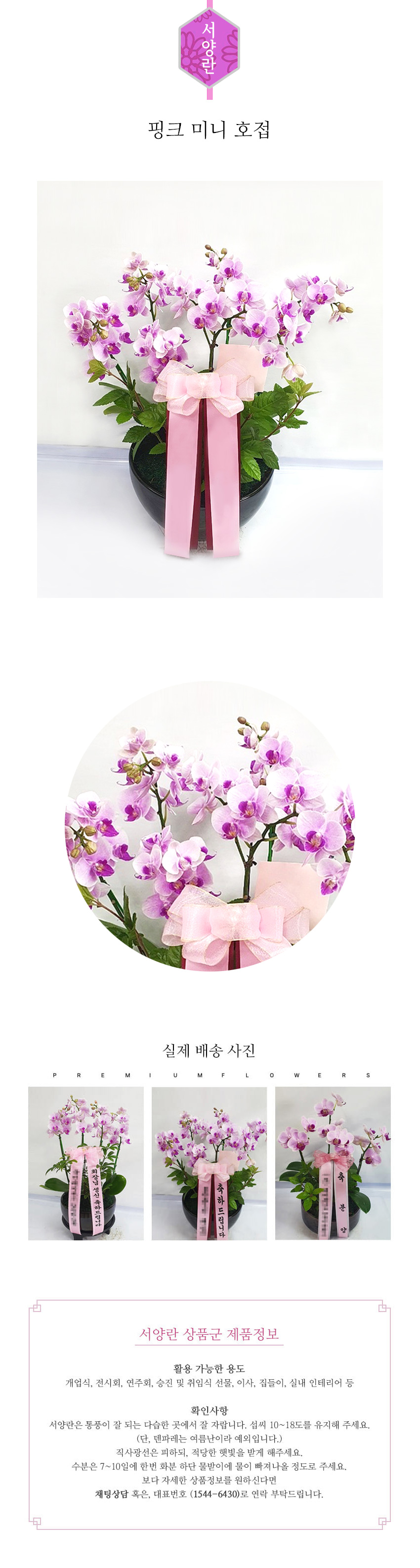 꽃주문닷컴 핑크 미니 호접 M 배달: 서울 강남, 서초, 여의도, 광화문 법인 사무실 승진 및 영전 개업 축하 명품 호접란 당일 3시간 배송. 기업체 및 관공서 인사 시즌 전문 란 배달 리본 문구 무료 서비스“ 및 상품 상세 관리법 안내
