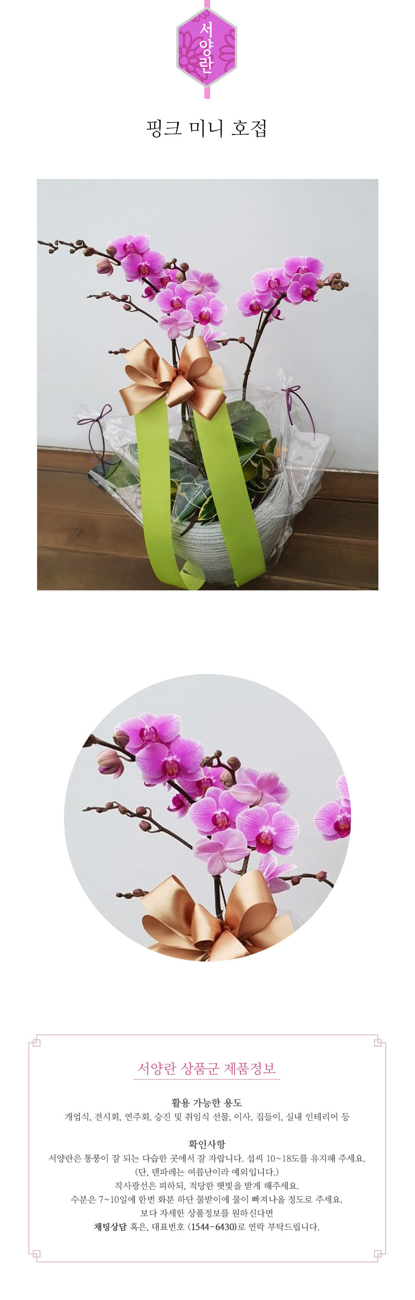 꽃주문닷컴 핑크 미니호접 S 배달: 서울 강남, 서초, 여의도, 광화문 법인 사무실 승진 및 영전 개업 축하 명품 호접란 당일 3시간 배송. 기업체 및 관공서 인사 시즌 전문 란 배달 리본 문구 무료 서비스“ 및 상품 상세 관리법 안내