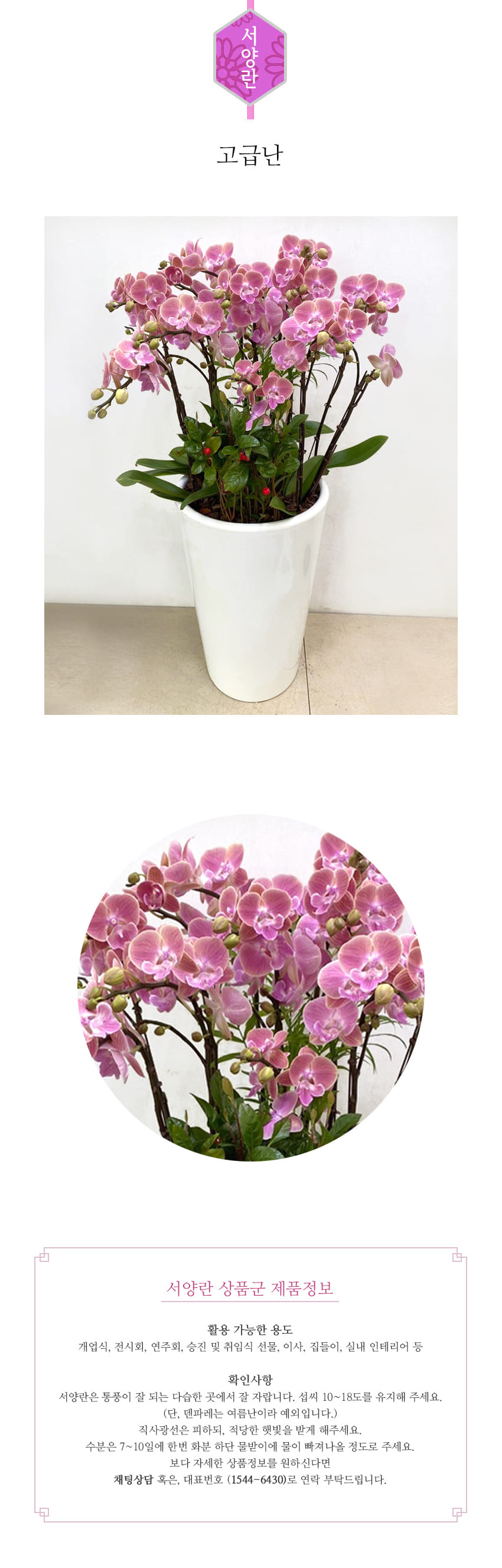 꽃주문닷컴 고급핑크포접 배달: 서울 강남, 서초, 여의도, 광화문 법인 사무실 승진 및 영전 개업 축하 명품 호접란 당일 3시간 배송. 기업체 및 관공서 인사 시즌 전문 란 배달 리본 문구 무료 서비스“ 및 상품 상세 관리법 안내