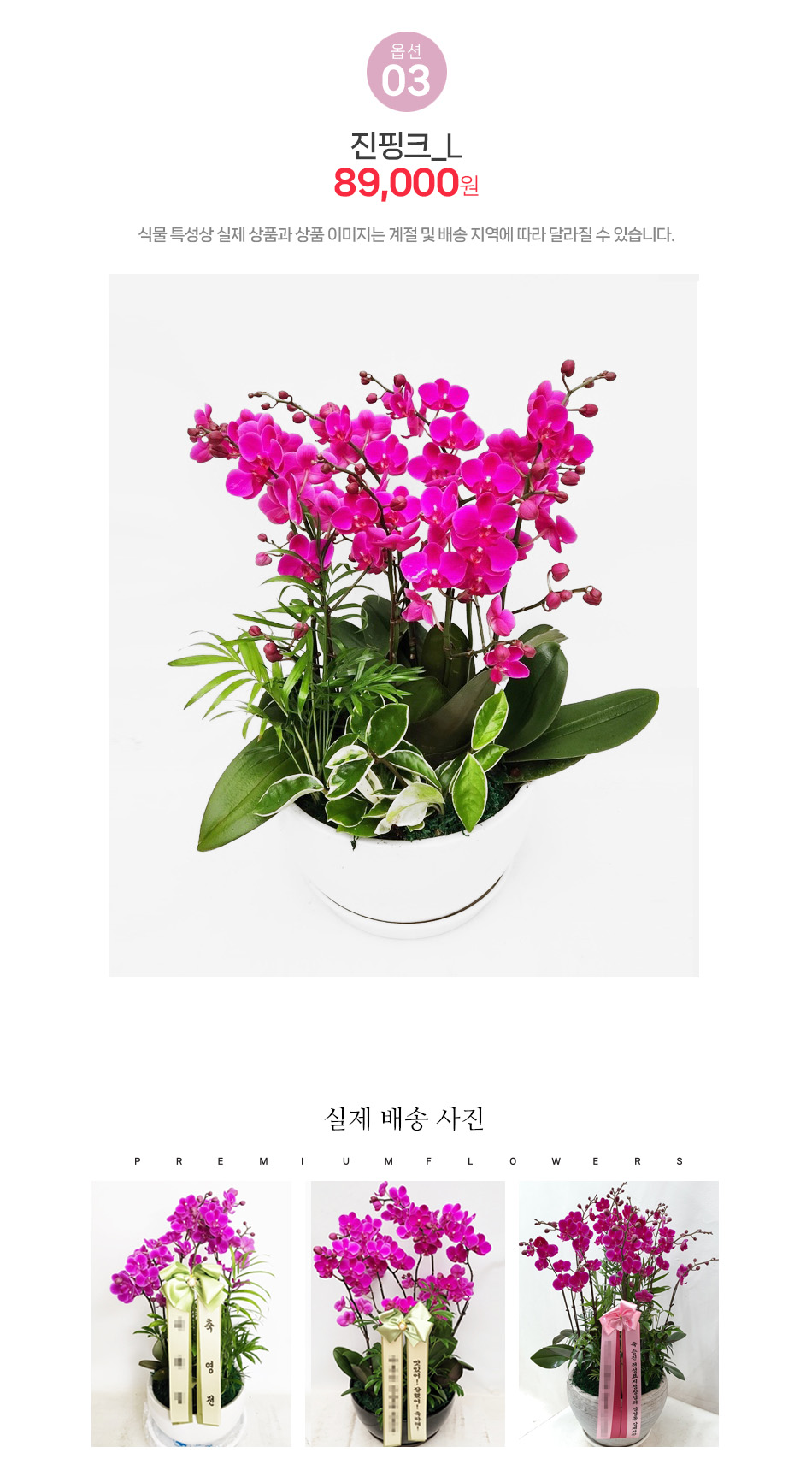 전국 꽃배달 미니호접란 진핑크 L사이즈: 화려한 색감의 승진 취임 영전 축하 서양란