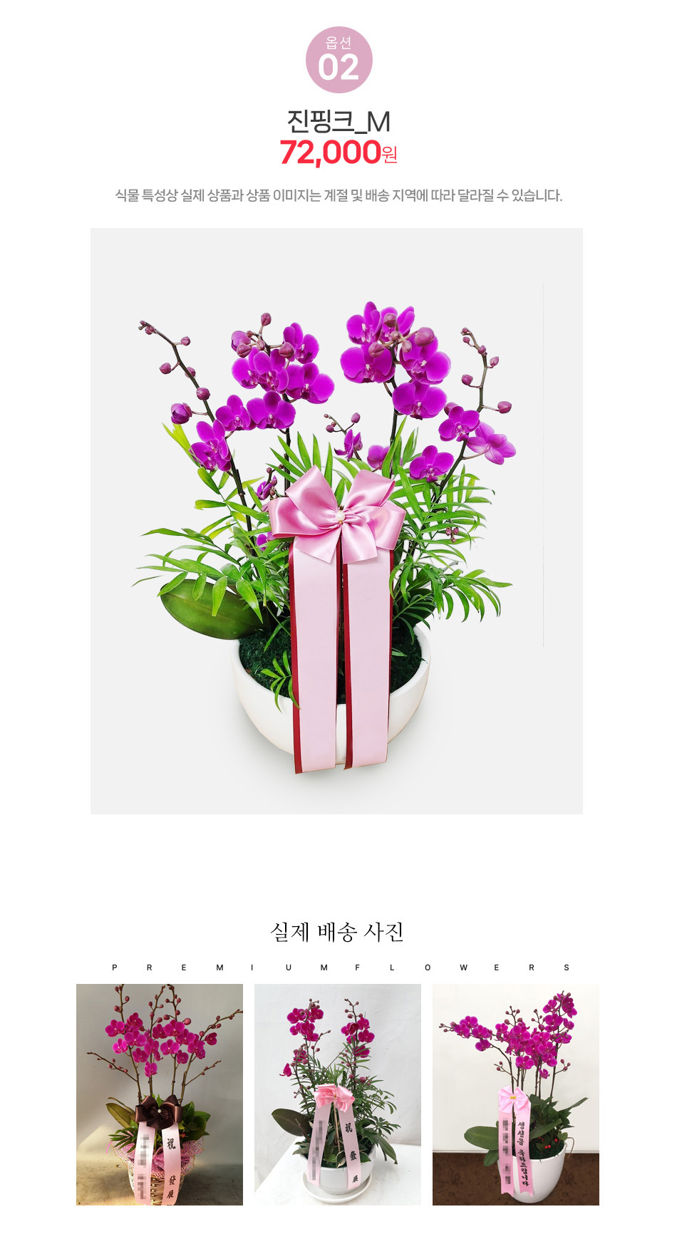 수도권 당일배송 미니호접란 진핑크 M사이즈: 카페 식당 개업 축하 및 사무실 화분 선물