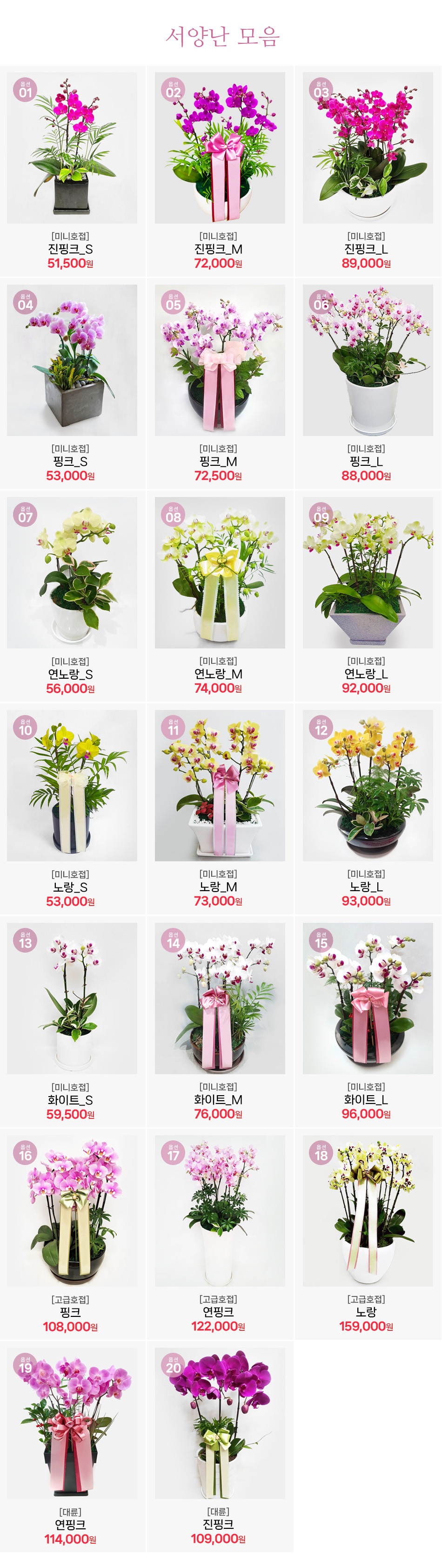 서양란 종류별 라인업: 미니호접부터 대륜까지 색상별 사이즈별 맞춤 제작 화분