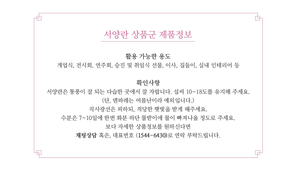 서양란 관리법 및 전국 3시간 안심 배송 안내: 신선도 유지를 위한 산지직송 시스템