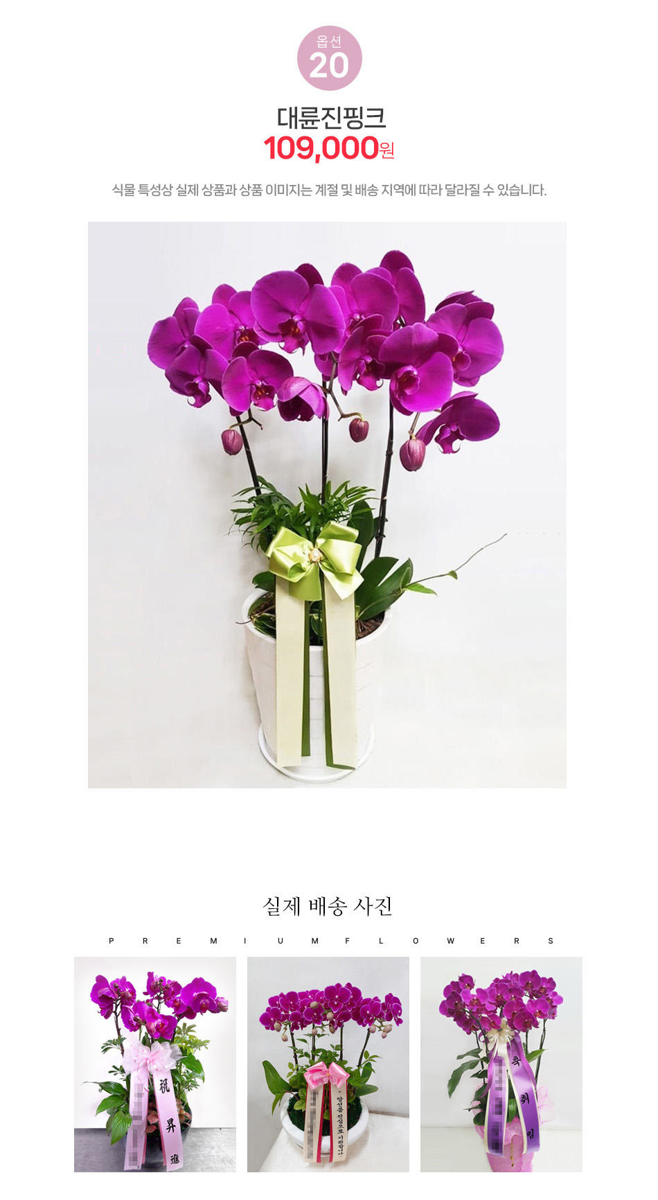 대륜 호접란 진핑크: 압도적 크기와 화려함의 행사장 및 대형 사무실용 서양란