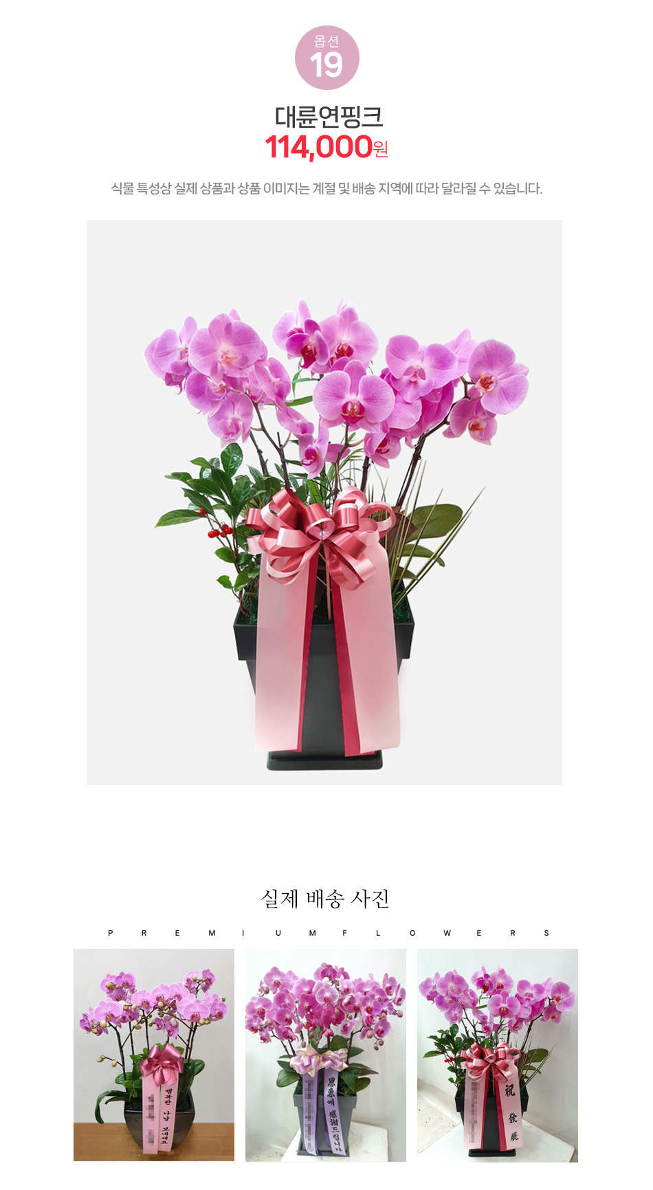 대륜 호접란 연핑크: 품격 있는 전시회 및 고품격 행사장 축하용 대형 호접란