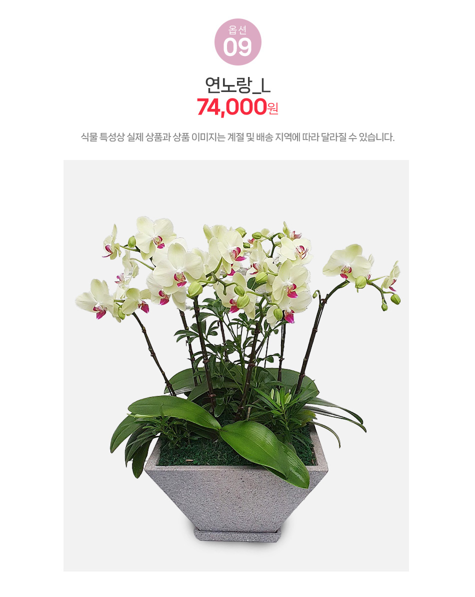 미니호접란 연노랑 L사이즈: 고급스러운 노란색 호접란 승진 및 영전 축하 선물