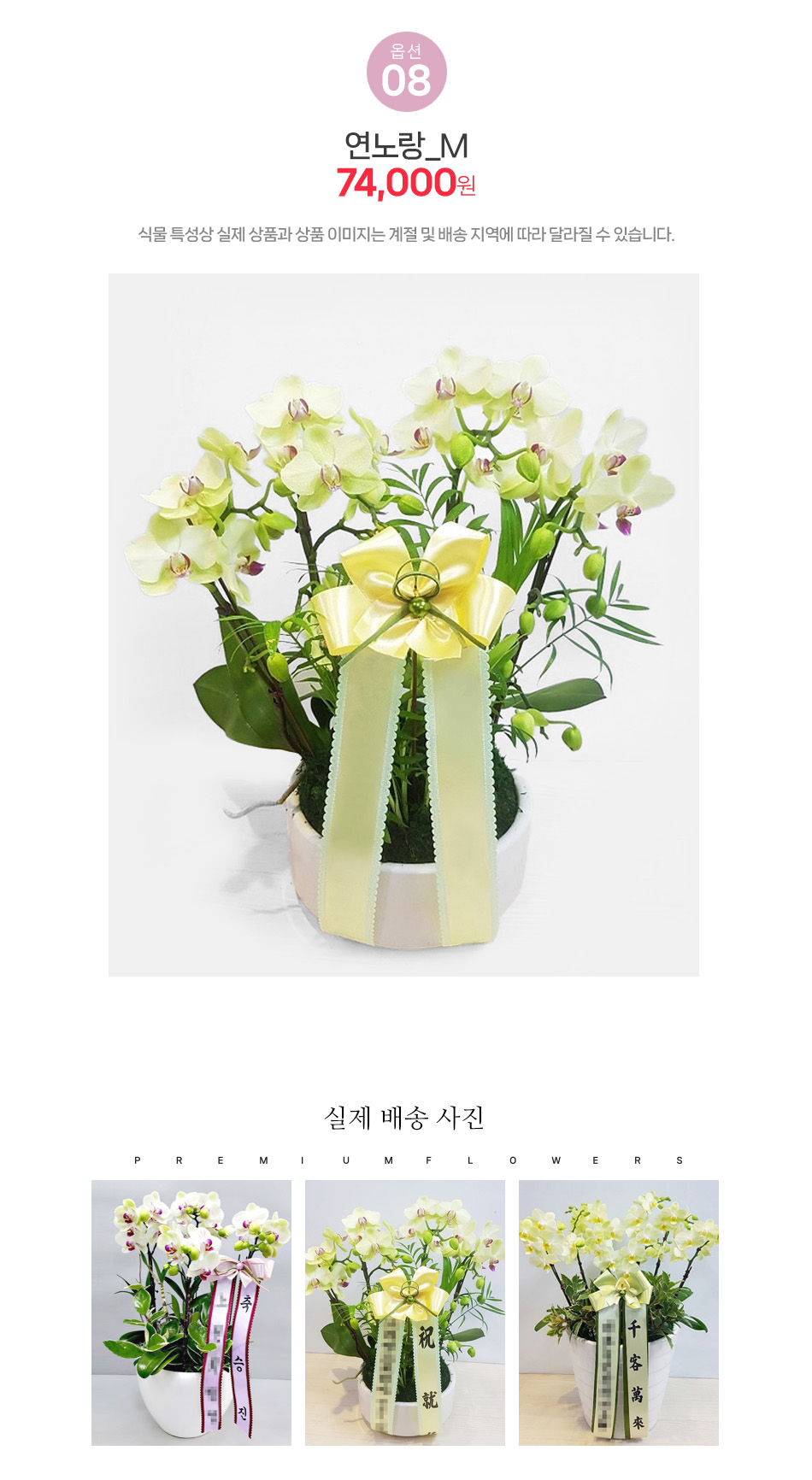 미니호접란 연노랑 M사이즈: 산뜻한 컬러의 기념일 축하 및 사무실 데스크 화분