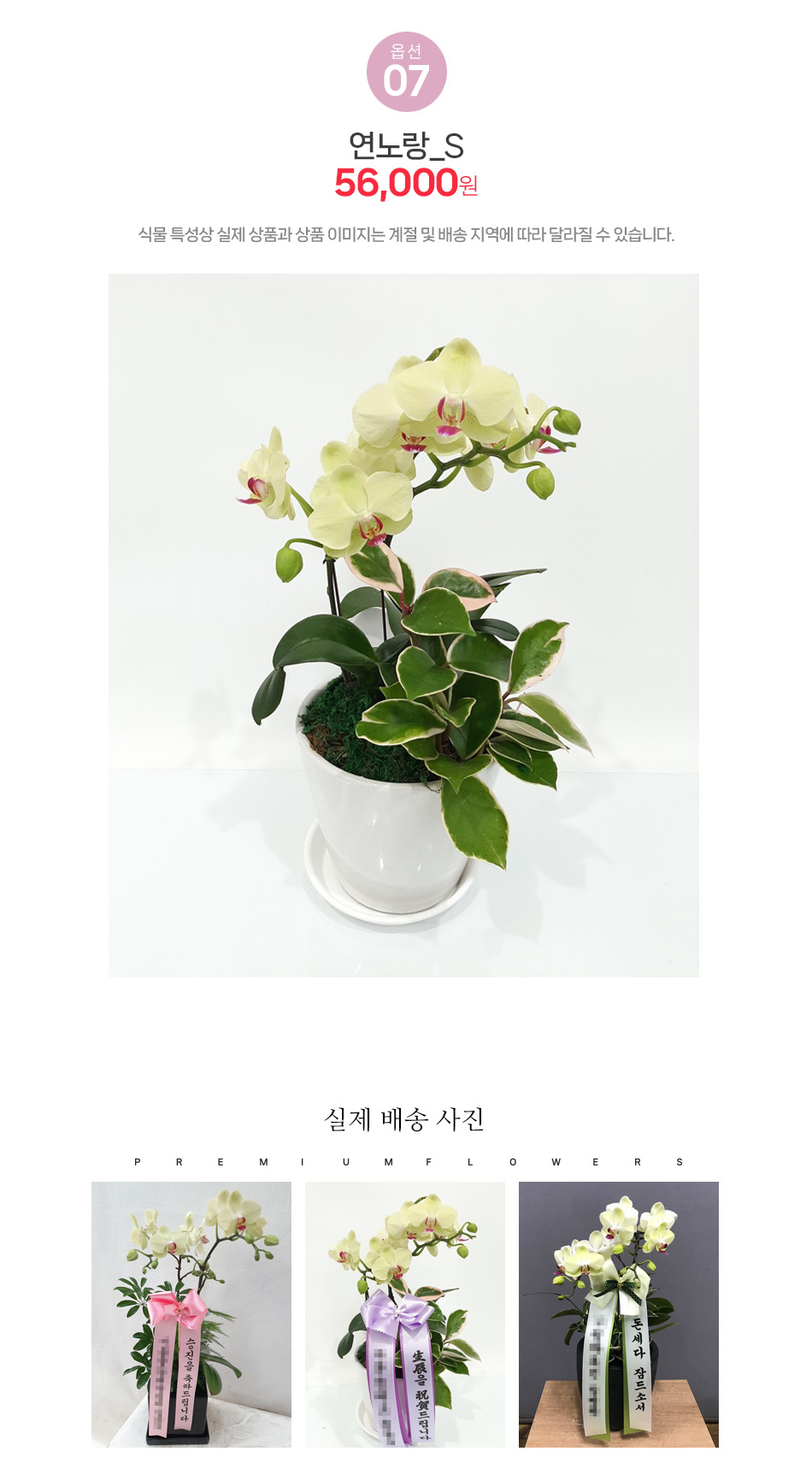 미니호접란 연노랑 S사이즈: 우아한 레몬빛 서양란 집들이 및 개업 화분