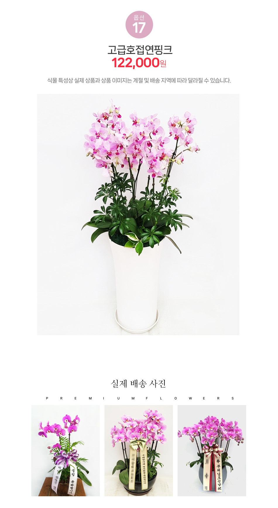 고급 호접란 연핑크: 은은하고 품격 있는 영전 축하 및 고위직 인사 선물