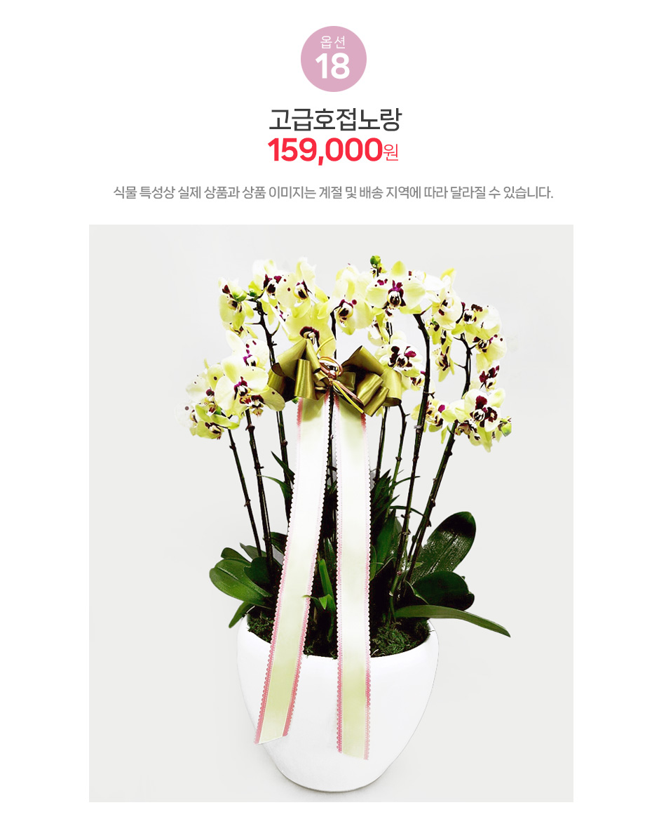 고급 호접란 노랑: 희소성 있는 명품 노란색 서양란 사업 번창 기원 화분