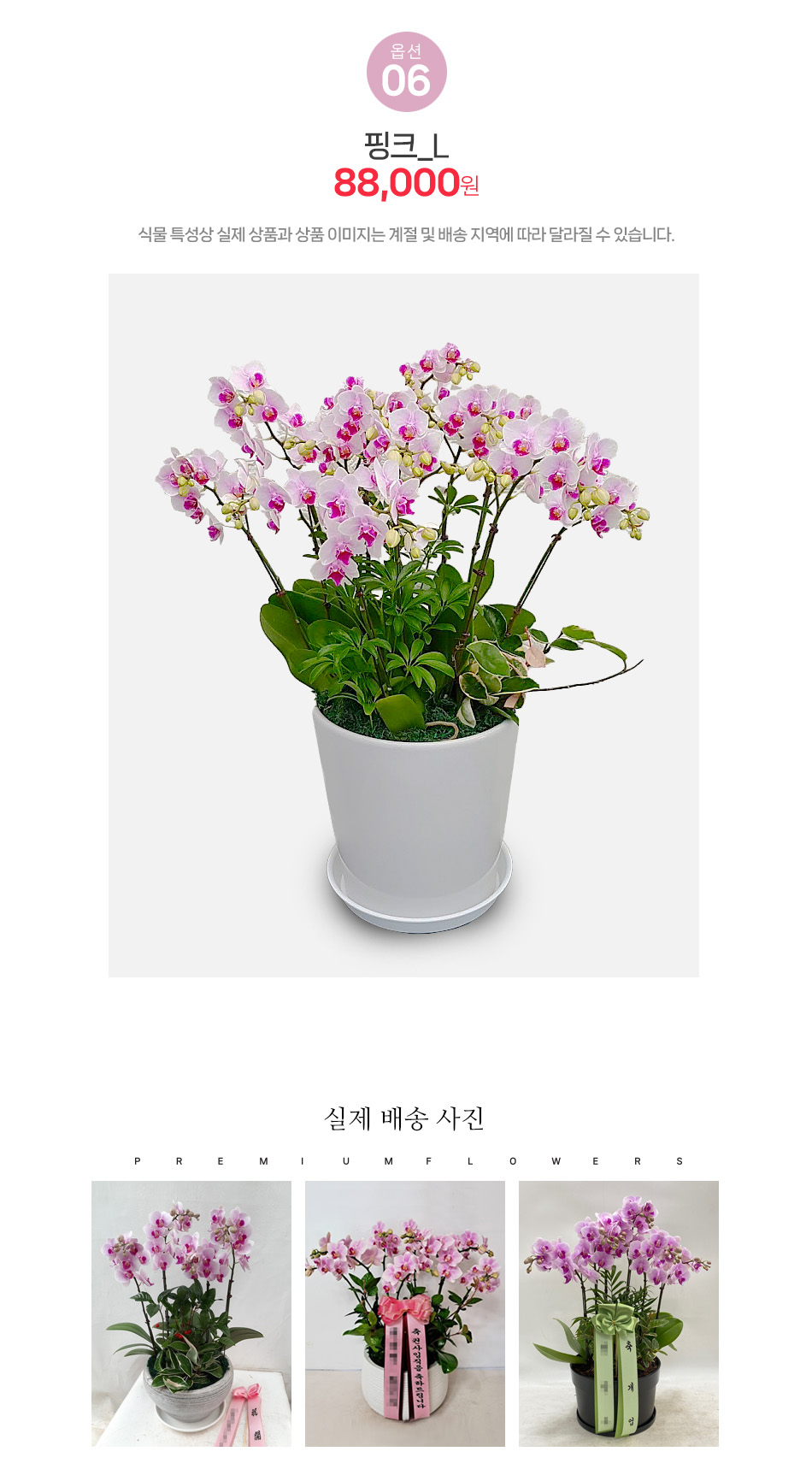 미니호접란 핑크 L사이즈: 풍성한 꽃송이의 승진 축하 및 기념일 선물 꽃화분