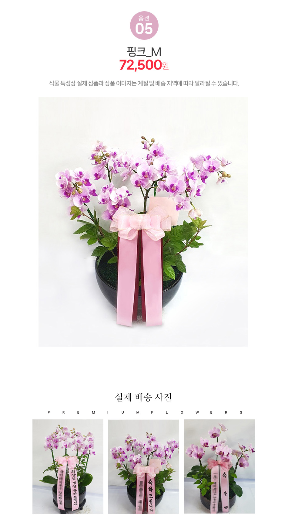 미니호접란 핑크 M사이즈: 전시회 갤러리 음악회 축하 선물용 고품격 서양란