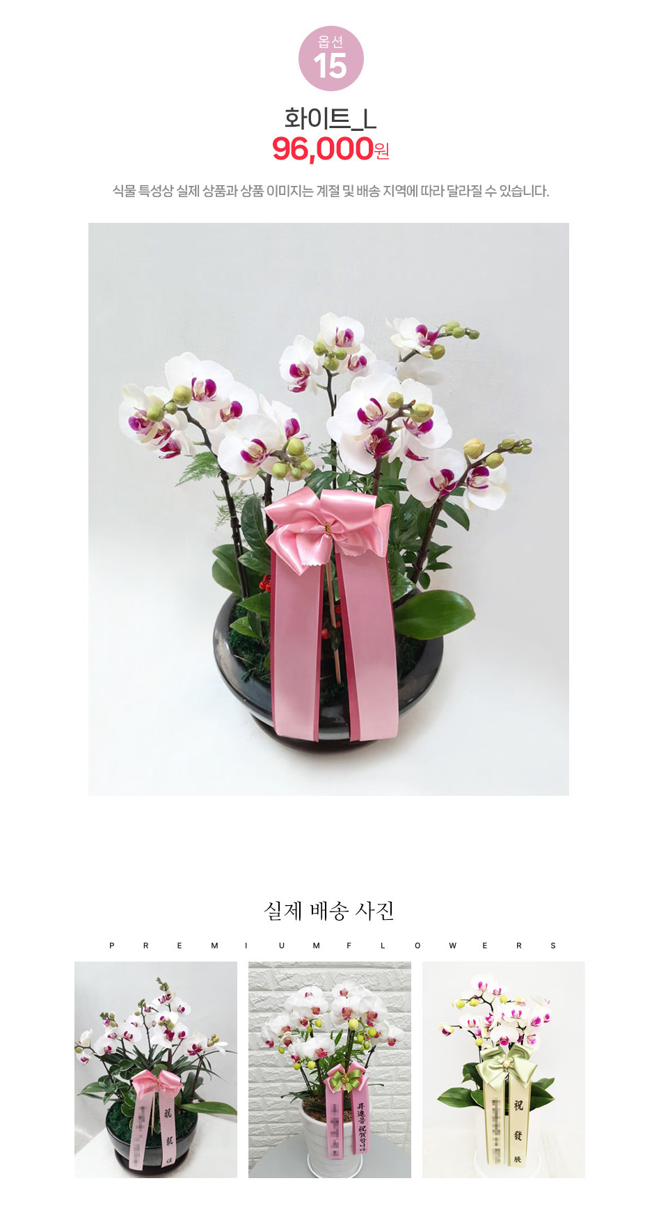 고귀한 화이트 서양란 L사이즈: 시상식 취임식 축하 및 고품격 화이트 호접란