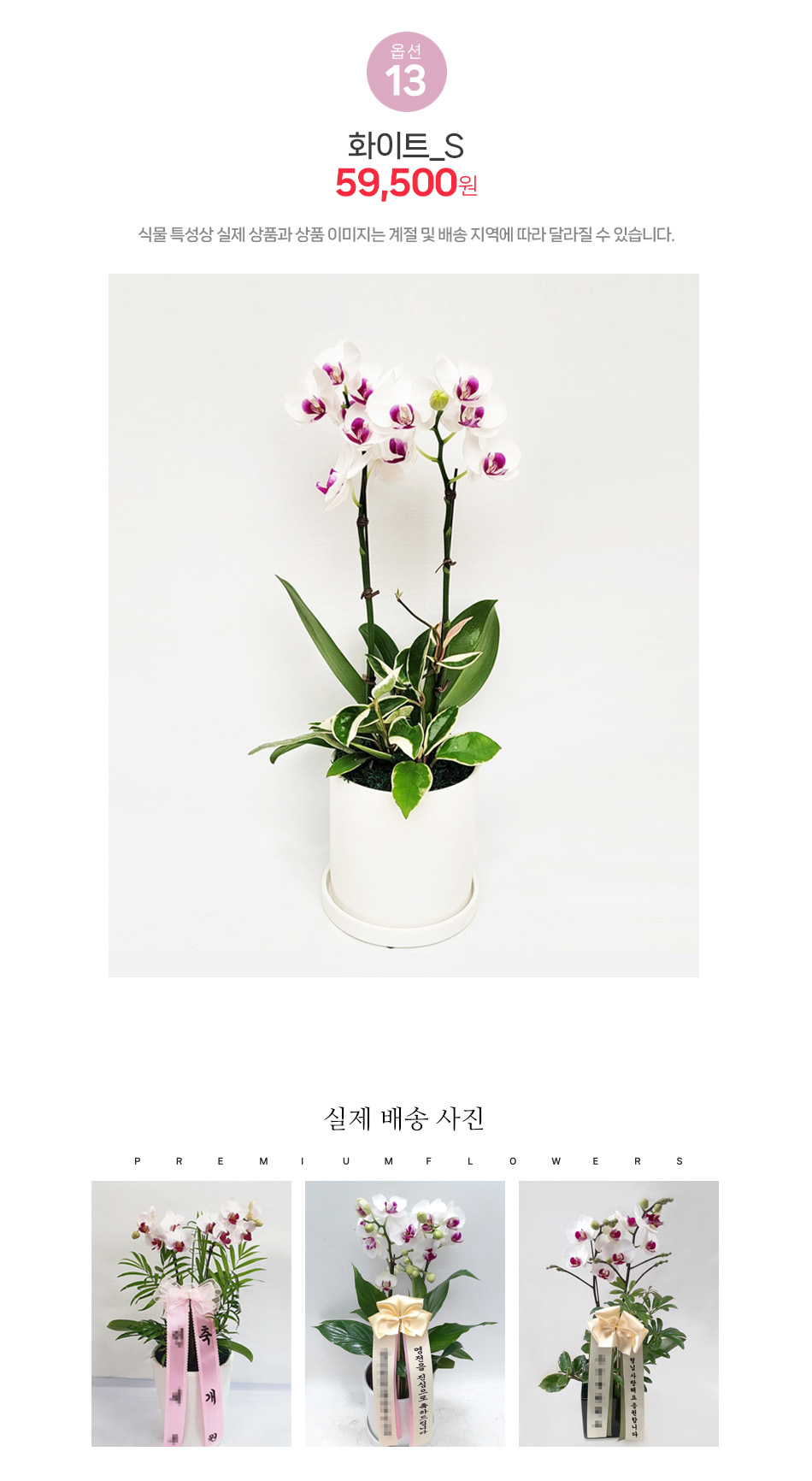 순결한 화이트 미니호접란 S사이즈: 깨끗한 느낌의 서양란 인테리어 소품 화분