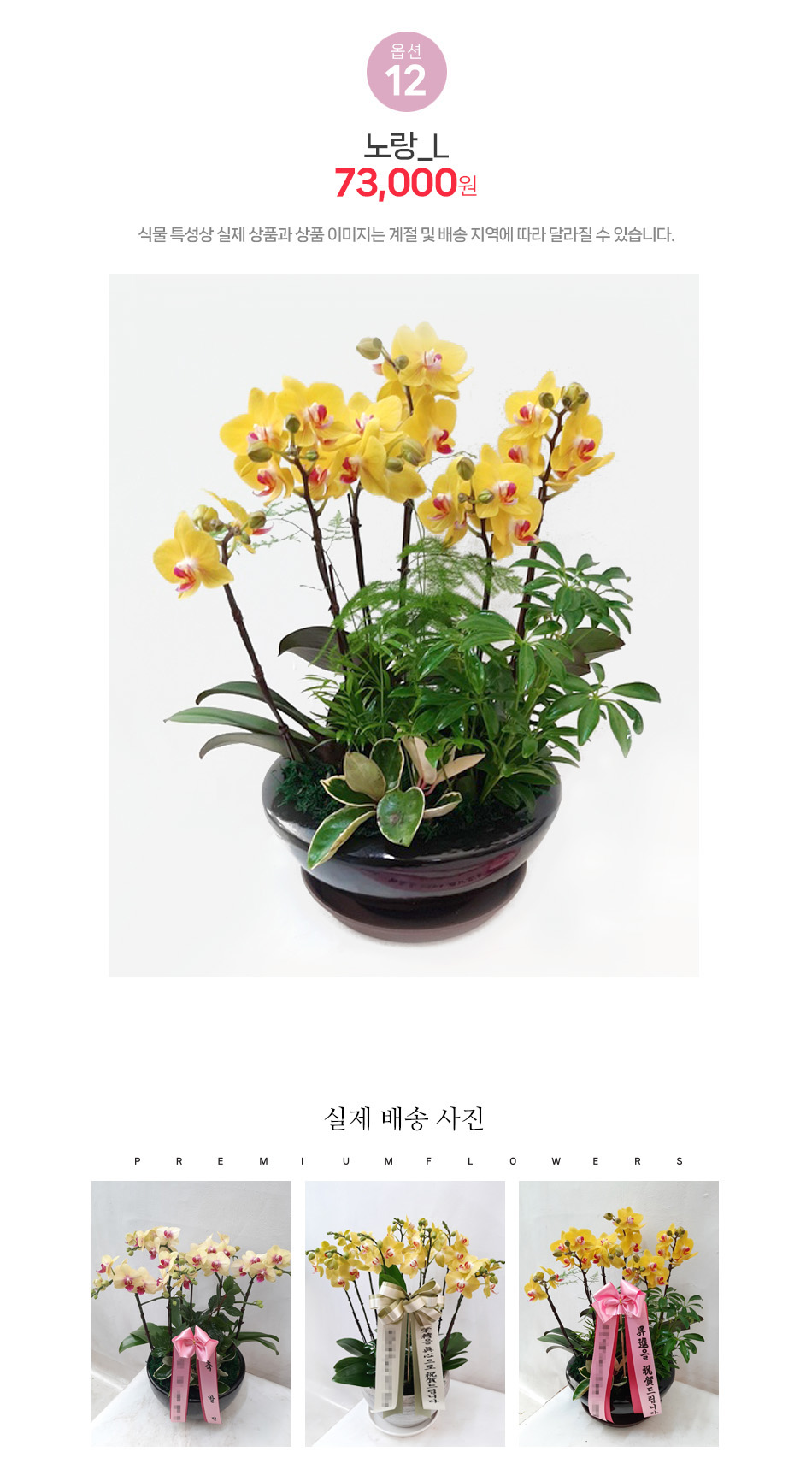 밝은 에너지를 전하는 노랑 호접란 L사이즈: 병원 학원 변호사 사무실 개업 선물