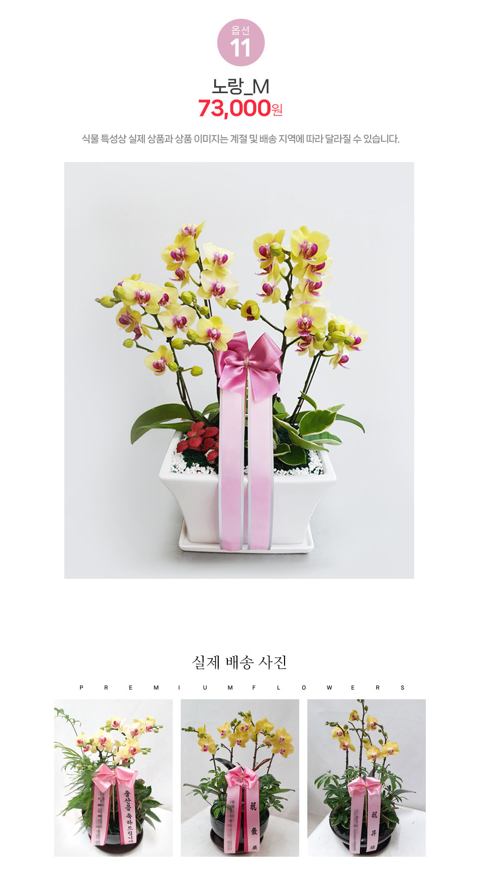 금전운 기원 노랑 미니호접란 M사이즈: 대박 기원 개업 축하 및 사업 번창 선물