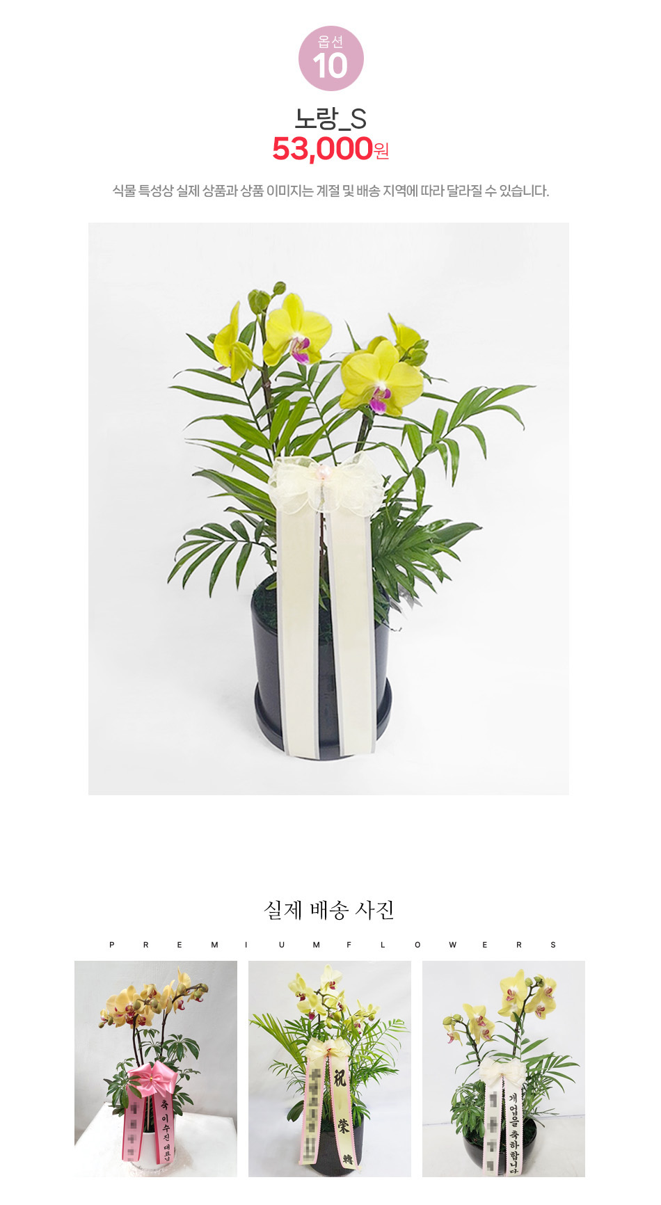 재물운을 부르는 노란색 미니호접란 S사이즈: 개업 축하 및 돈나무 대체 화분