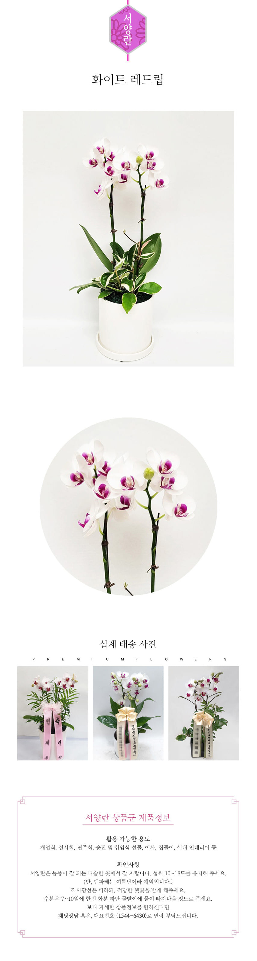 꽃주문닷컴 화이트 레드립 S 배달: 서울 강남, 서초, 여의도, 광화문 법인 사무실 승진 및 영전 개업 축하 명품 호접란 당일 3시간 배송. 기업체 및 관공서 인사 시즌 전문 란 배달 리본 문구 무료 서비스“ 및 상품 상세 관리법 안내