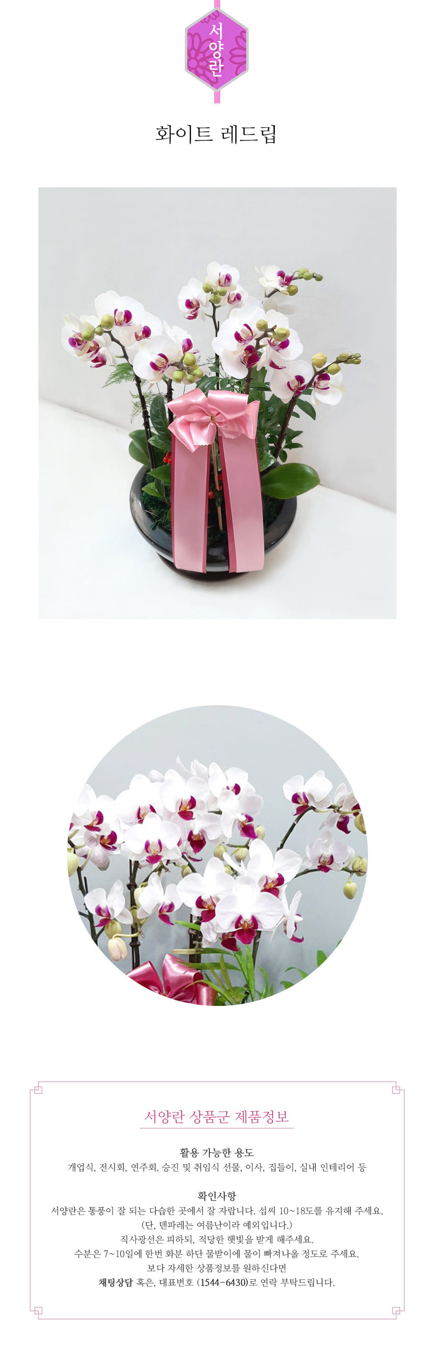 꽃주문닷컴 화이트 레드립 L 배달: 서울 강남, 서초, 여의도, 광화문 법인 사무실 승진 및 영전 개업 축하 명품 호접란 당일 3시간 배송. 기업체 및 관공서 인사 시즌 전문 란 배달 리본 문구 무료 서비스“ 및 상품 상세 관리법 안내