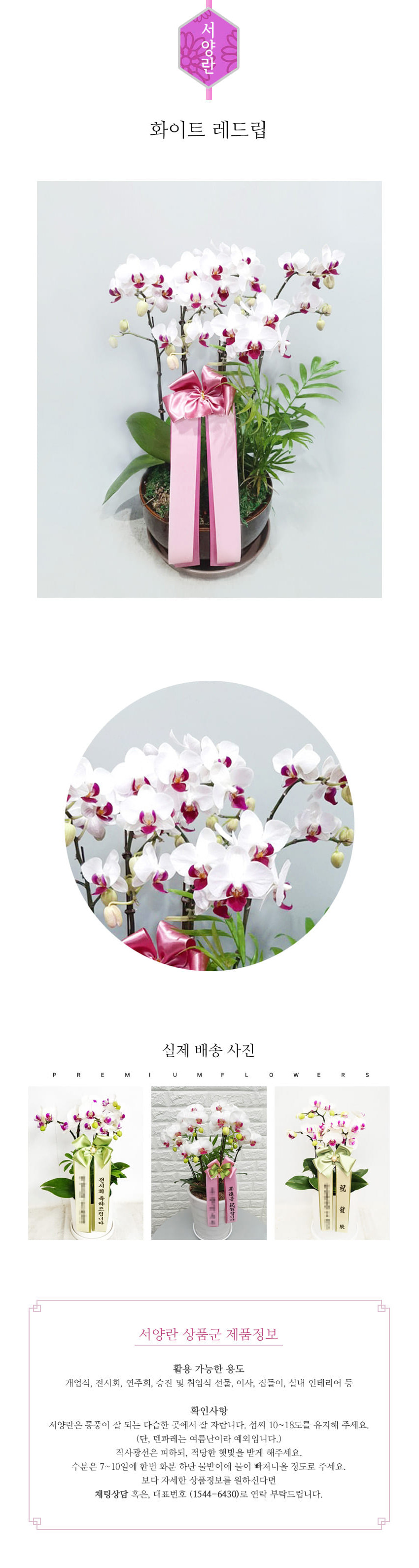 꽃주문닷컴 화이트 레드립 M 배달: 서울 강남, 서초, 여의도, 광화문 법인 사무실 승진 및 영전 개업 축하 명품 호접란 당일 3시간 배송. 기업체 및 관공서 인사 시즌 전문 란 배달 리본 문구 무료 서비스“ 및 상품 상세 관리법 안내