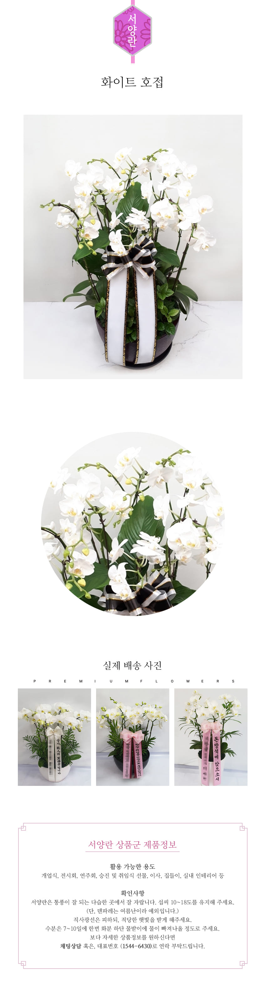 꽃주문닷컴 핑크 호접 대륜 배달: 서울 강남, 서초, 여의도, 광화문 법인 사무실 승진 및 영전 개업 축하 명품 호접란 당일 3시간 배송. 기업체 및 관공서 인사 시즌 전문 란 배달 리본 문구 무료 서비스“ 및 상품 상세 관리법 안내