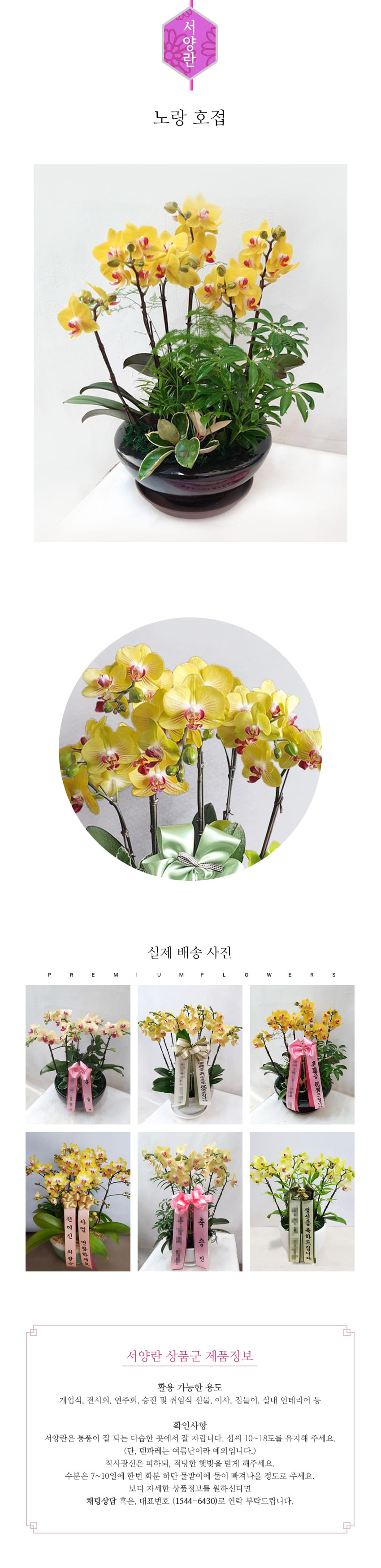 꽃주문닷컴 노랑 호접 L 배달: 서울 강남, 서초, 여의도, 광화문 법인 사무실 승진 및 영전 개업 축하 명품 호접란 당일 3시간 배송. 기업체 및 관공서 인사 시즌 전문 란 배달 리본 문구 무료 서비스“ 및 상품 상세 관리법 안내