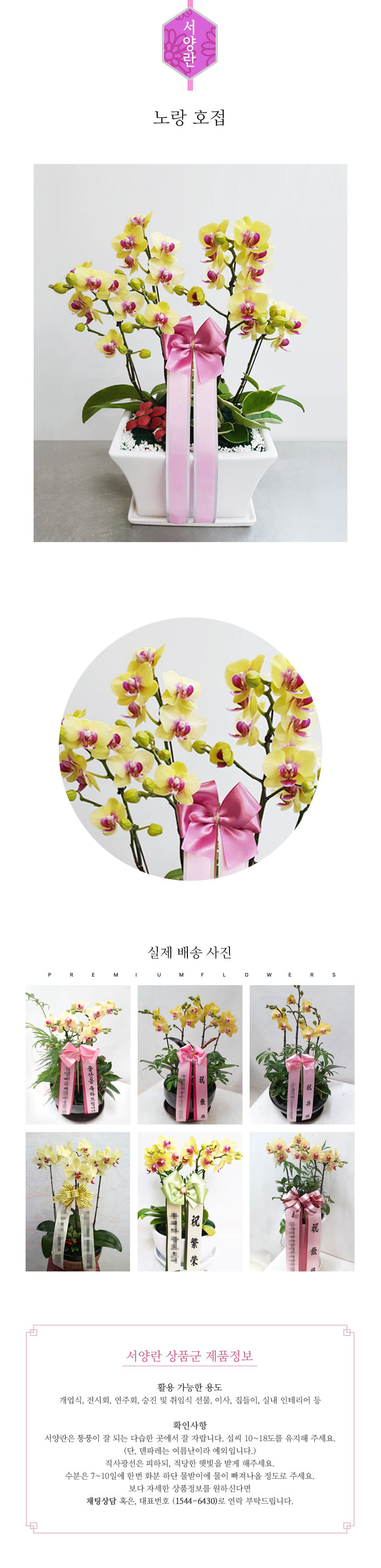 꽃주문닷컴 노랑호접 M  배달: 서울 강남, 서초, 여의도, 광화문 법인 사무실 승진 및 영전 개업 축하 명품 호접란 당일 3시간 배송. 기업체 및 관공서 인사 시즌 전문 란 배달 리본 문구 무료 서비스“ 및 상품 상세 관리법 안내