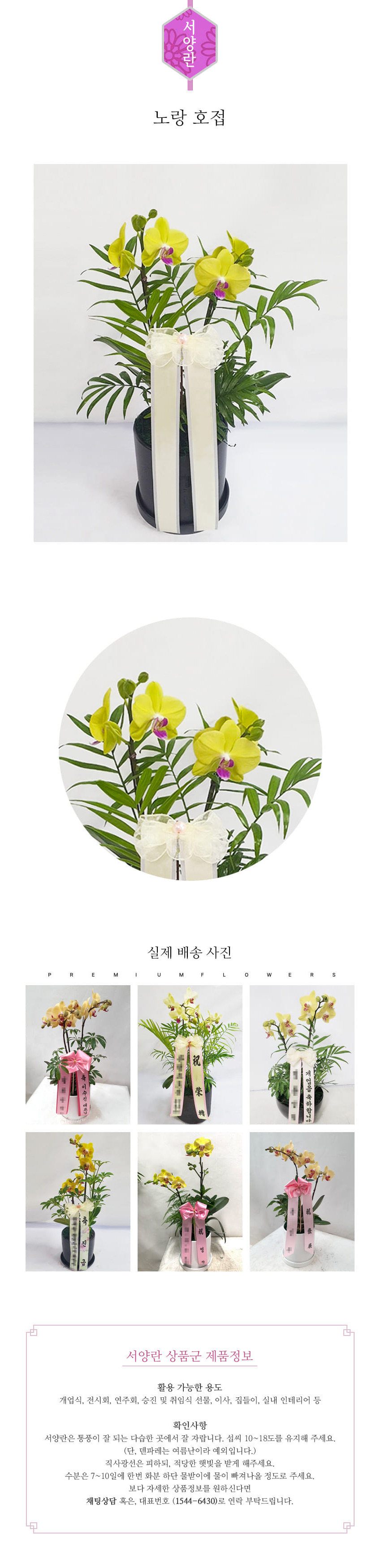 꽃주문닷컴 노랑 호접 S 배달: 서울 강남, 서초, 여의도, 광화문 법인 사무실 승진 및 영전 개업 축하 명품 호접란 당일 3시간 배송. 기업체 및 관공서 인사 시즌 전문 란 배달 리본 문구 무료 서비스“ 및 상품 상세 관리법 안내