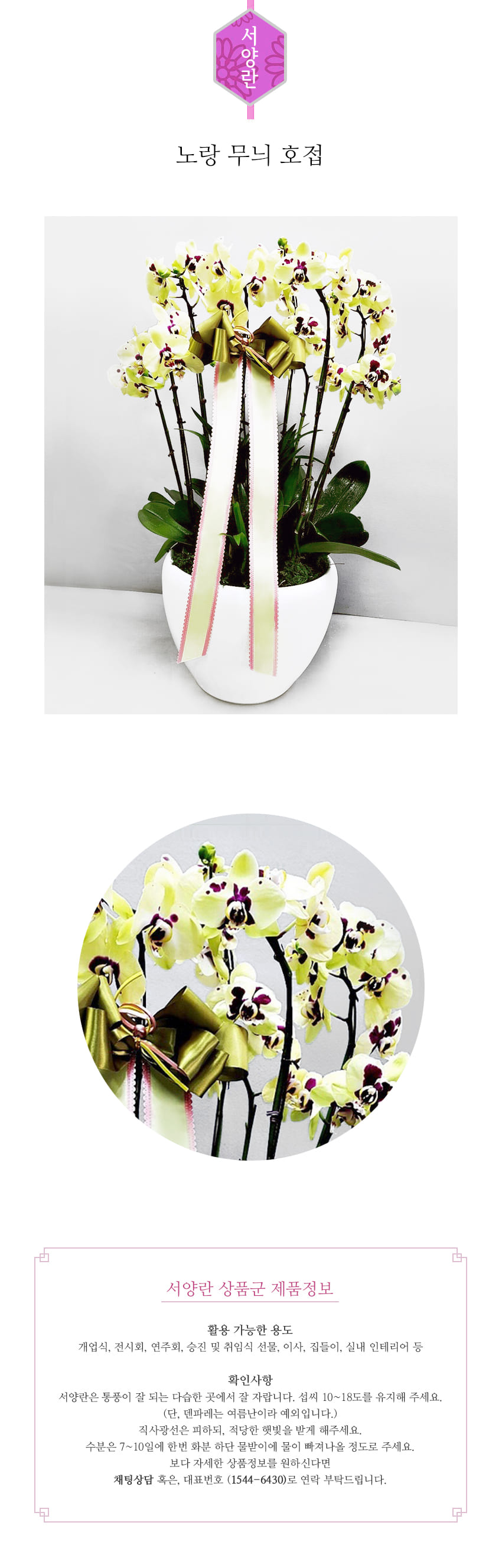 꽃주문닷컴 노랑 무늬 호접 배달: 서울 강남, 서초, 여의도, 광화문 법인 사무실 승진 및 영전 개업 축하 명품 호접란 당일 3시간 배송. 기업체 및 관공서 인사 시즌 전문 란 배달 리본 문구 무료 서비스“ 및 상품 상세 관리법 안내