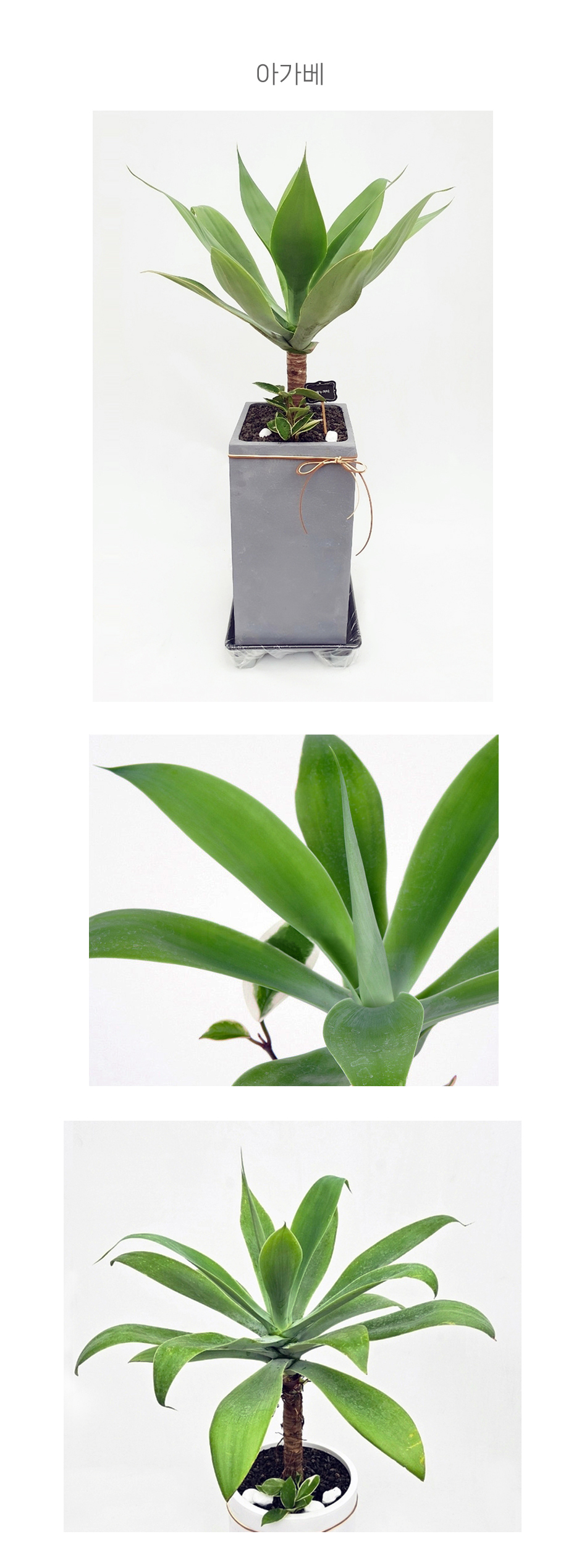 고급 개업선물 아가베 아테누아타 강남 서초 배송