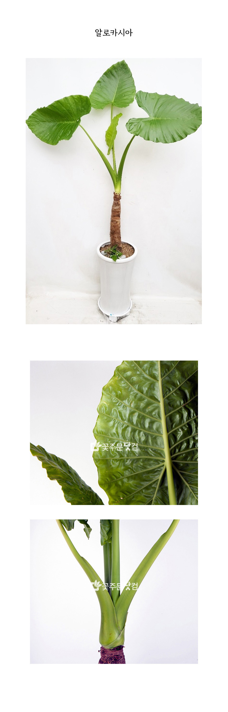 알로카시아 대형화분 서울 경기 인천 당일배송