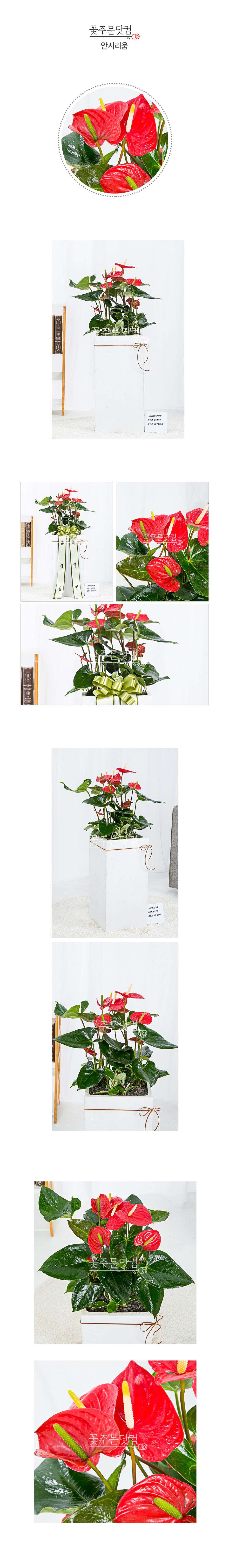 일산 분당 공기정화식물 안시리움 화분 당일배송