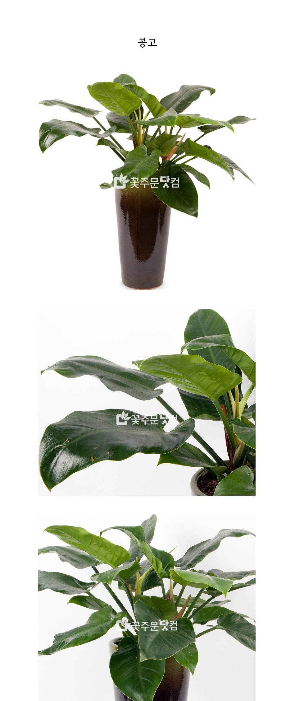 애플콩고 공기정화식물 전국 꽃배달 서비스